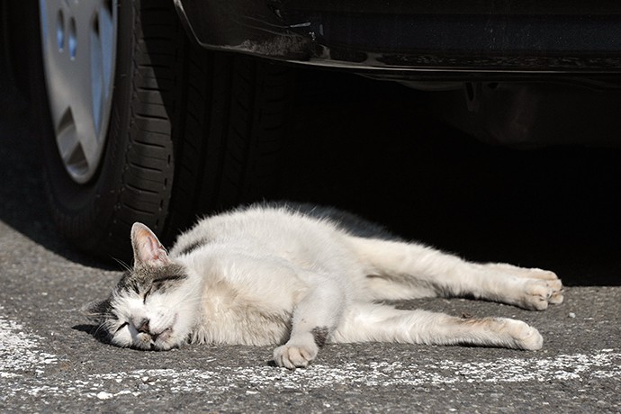 太田区のねこ