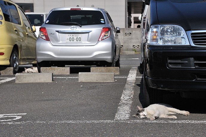 太田区のねこ