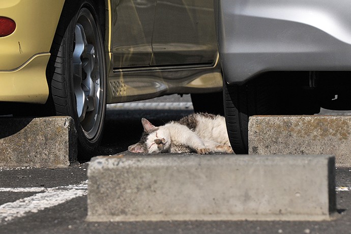 太田区のねこ