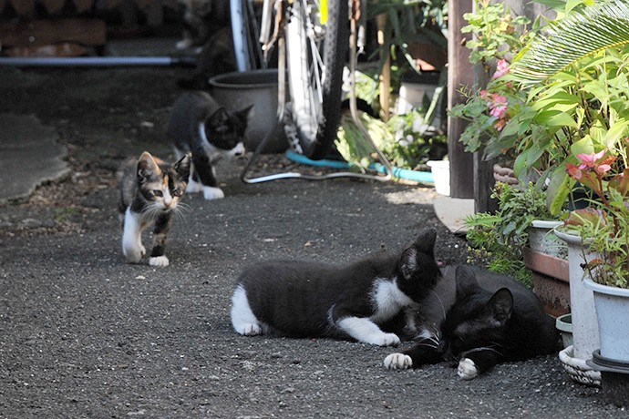 太田区のねこ