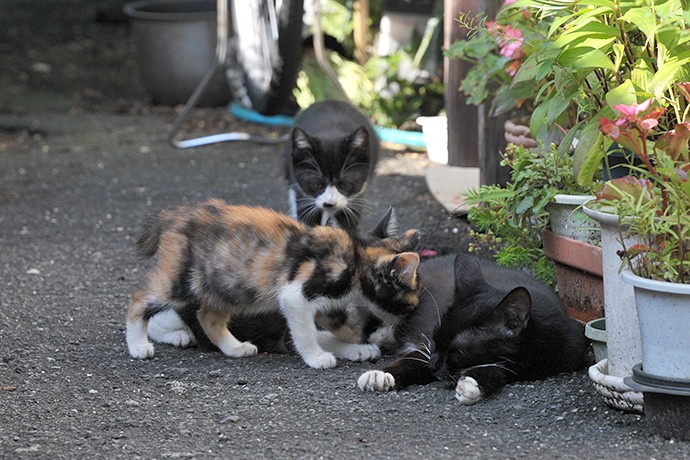 太田区のねこ