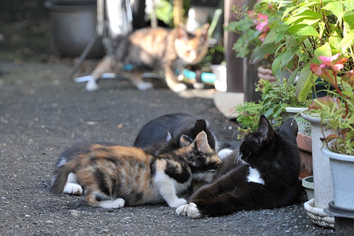 太田区のねこ