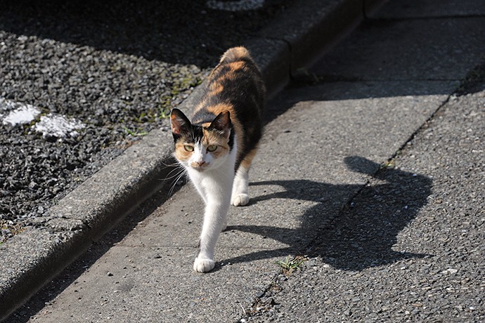 太田区のねこ