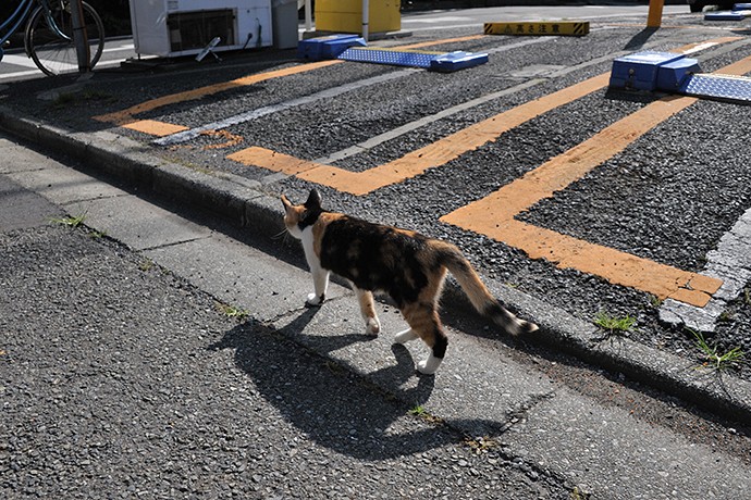 太田区のねこ