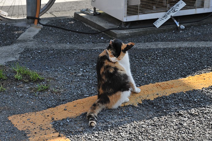 太田区のねこ