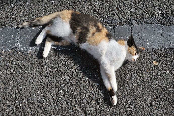 太田区のねこ