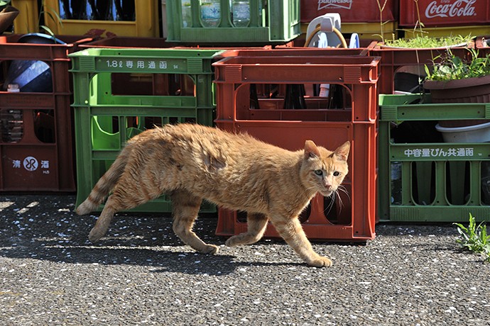 太田区のねこ