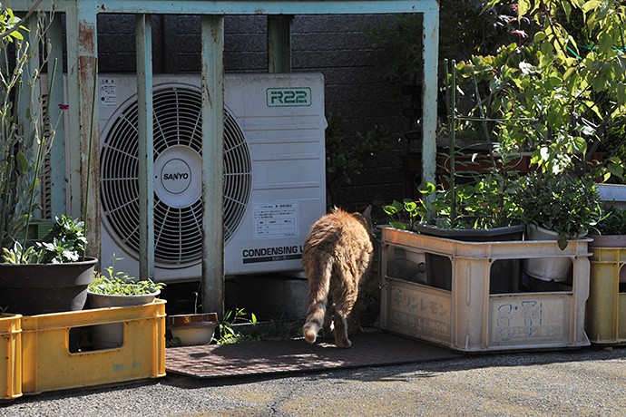 太田区のねこ