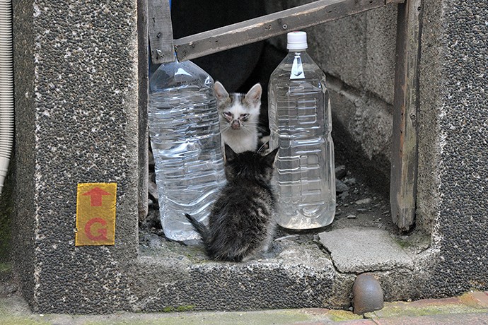 太田区のねこ