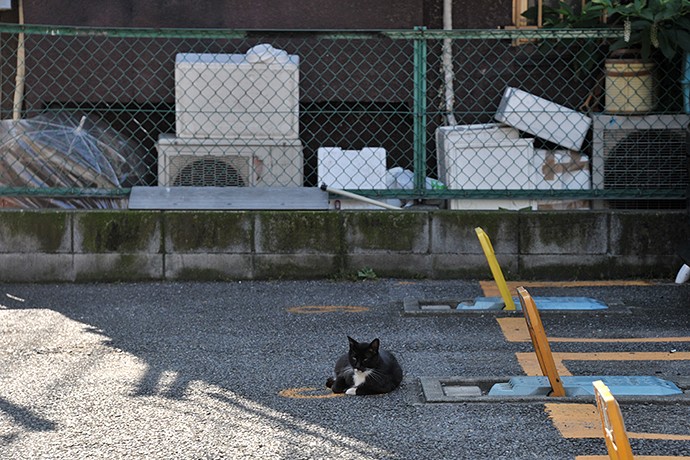 太田区のねこ