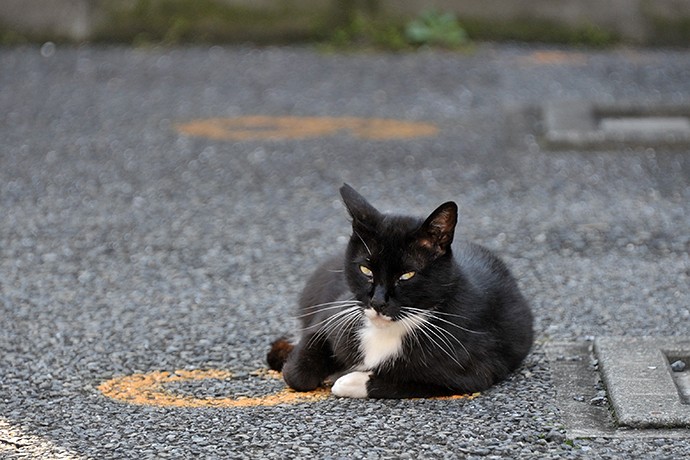 太田区のねこ