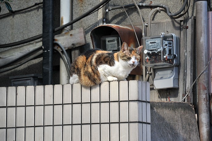 太田区のねこ