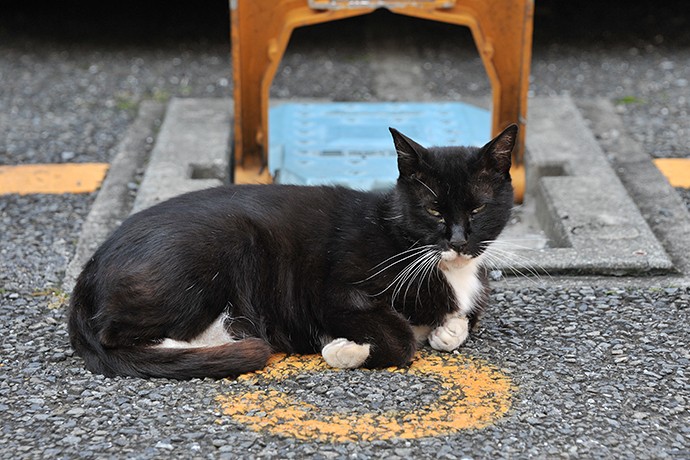 太田区のねこ