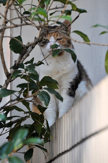 太田区のねこ