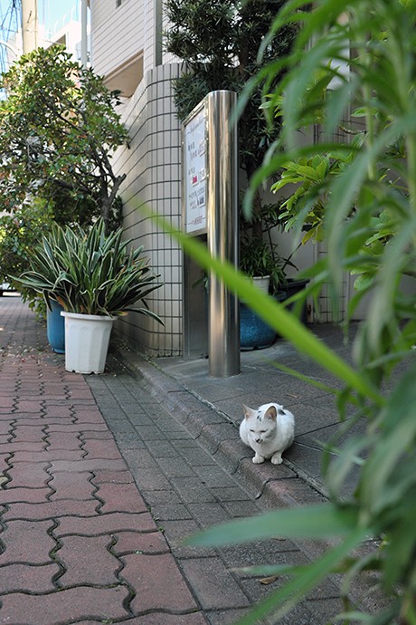 太田区のねこ