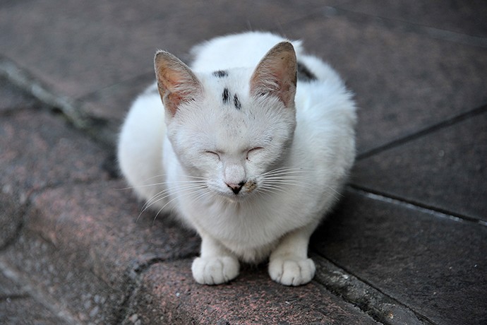 太田区のねこ