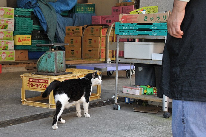 太田区のねこ