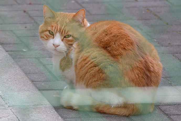 太田区のねこ