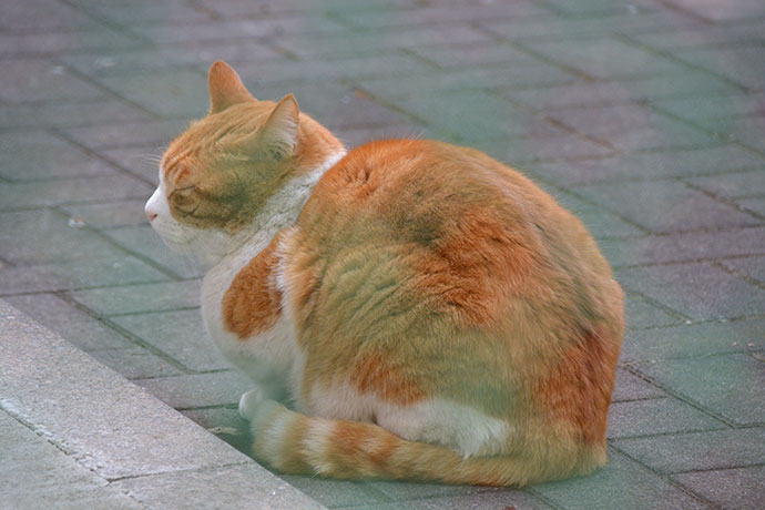 太田区のねこ