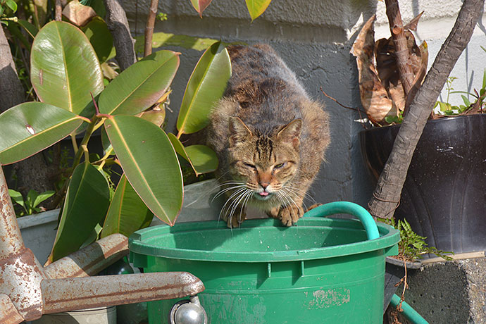 太田区のねこ