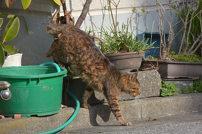 太田区のねこ