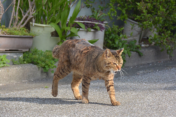 太田区のねこ