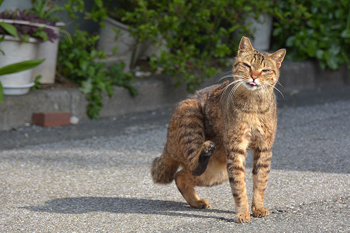 太田区のねこ