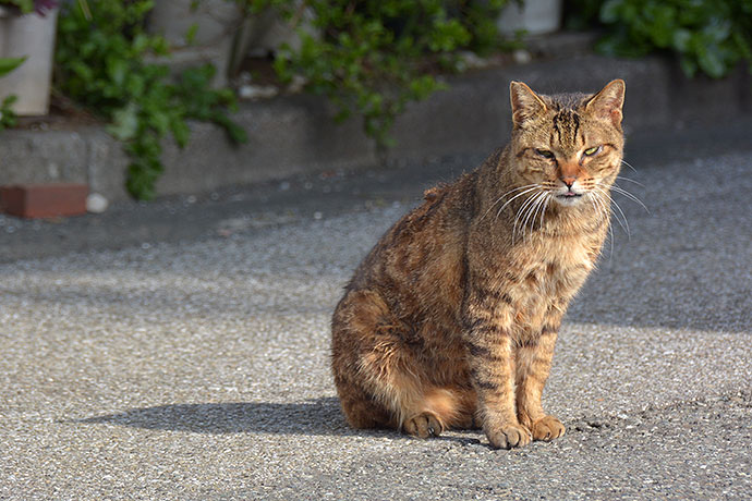 太田区のねこ