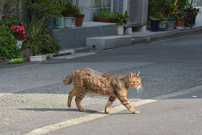 太田区のねこ