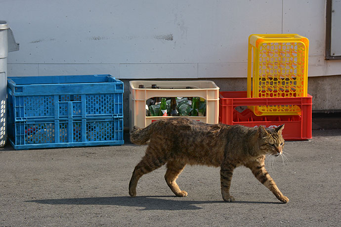 太田区のねこ