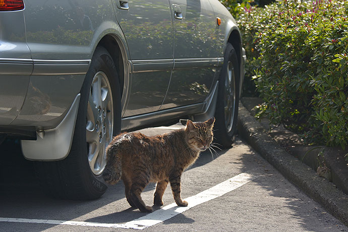 太田区のねこ