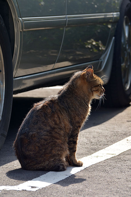 太田区のねこ