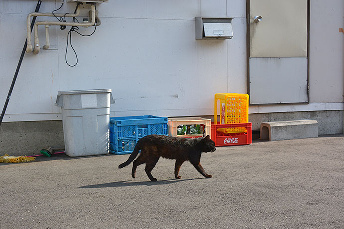 太田区のねこ