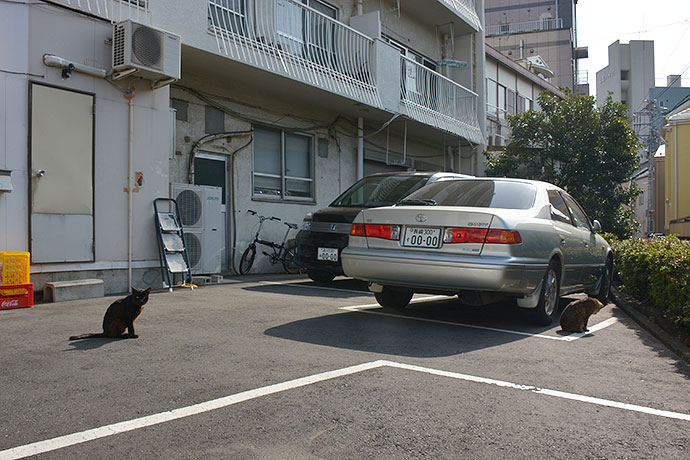 太田区のねこ