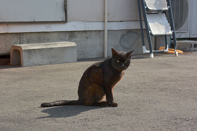 太田区のねこ