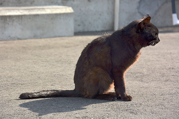 太田区のねこ