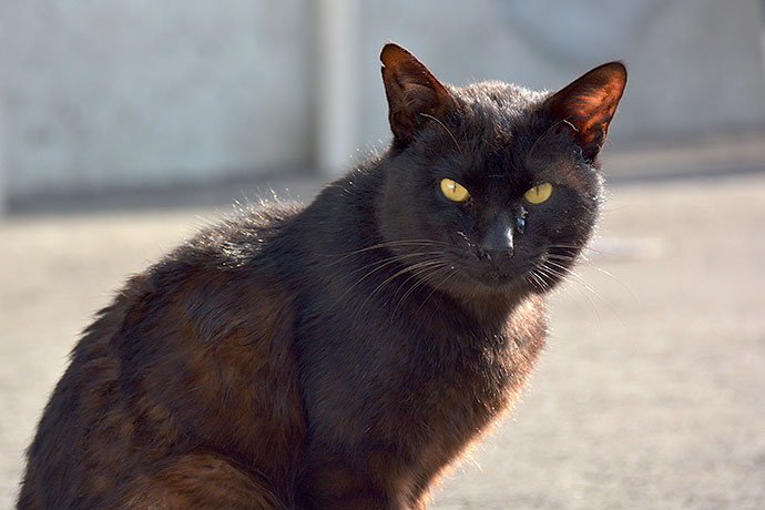 太田区のねこ