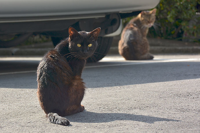 太田区のねこ