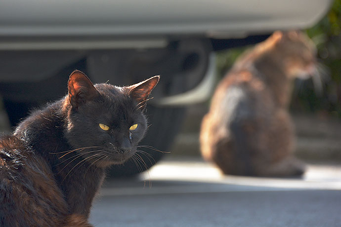 太田区のねこ