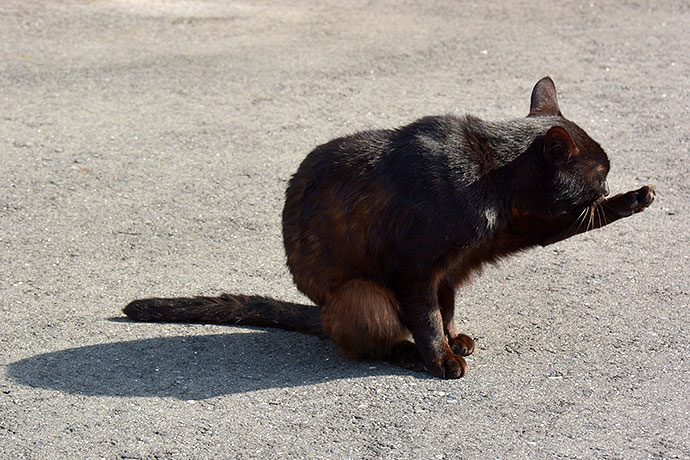 太田区のねこ