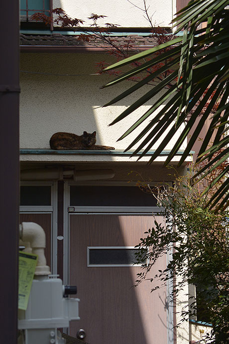 太田区のねこ