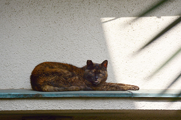 太田区のねこ