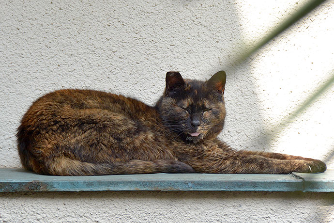 太田区のねこ