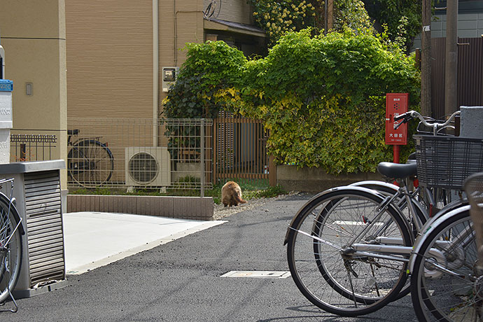 太田区のねこ