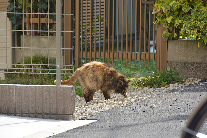 太田区のねこ