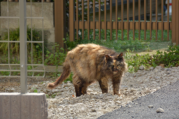 太田区のねこ