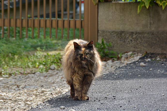 太田区のねこ