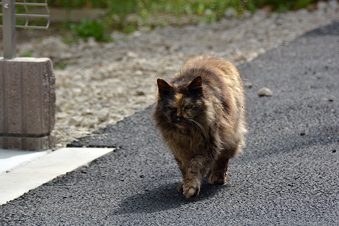 太田区のねこ