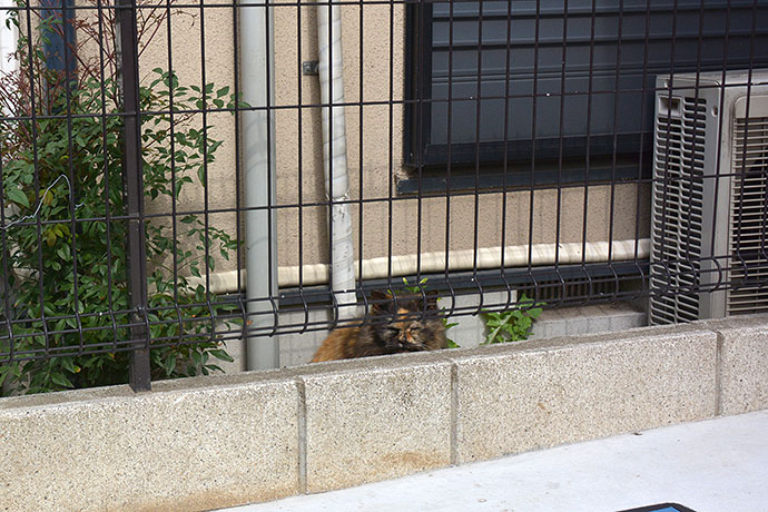 太田区のねこ