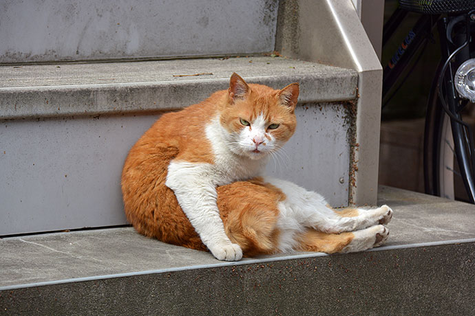 太田区のねこ